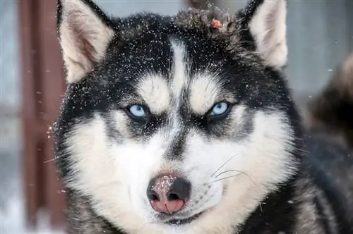 Hundesnenæse: Hvad er det? (Og hvad skal man gøre ved det)