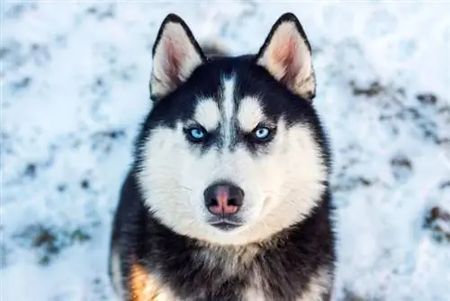 Husky dengan hidung salju anjing