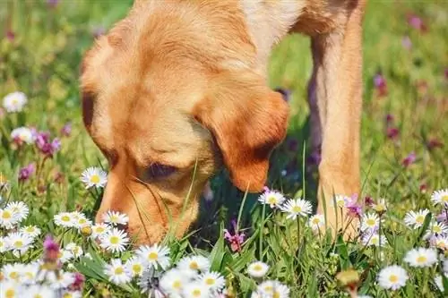 Dog Sniffing Chamomiles FLowers_Shutterstock_Sergej Razvodovskij