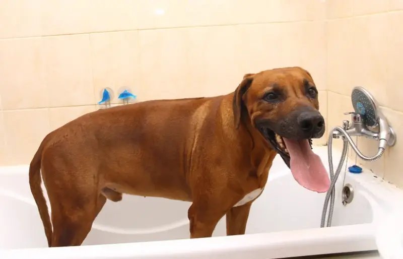 memberi mandian kepada anjing ridgeback rhodesian