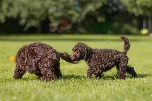 cachorro caniche_Medenka Nera_shutterstock