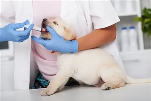 filhote de labrador sendo desparasitado