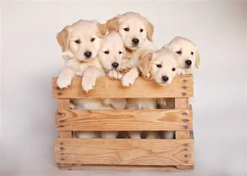 Cachorros de laboratorio salen de una caja de madera marrón