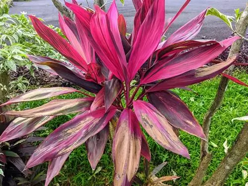 Cordyline fruticosa