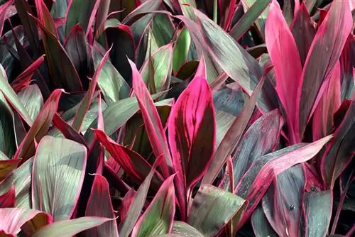 Cordyline