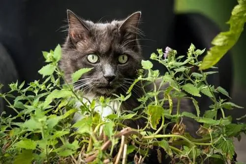 chat aux yeux verts dans l'herbe à chat