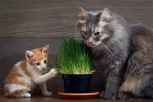 gatto e gattino con un vaso di erba gatta