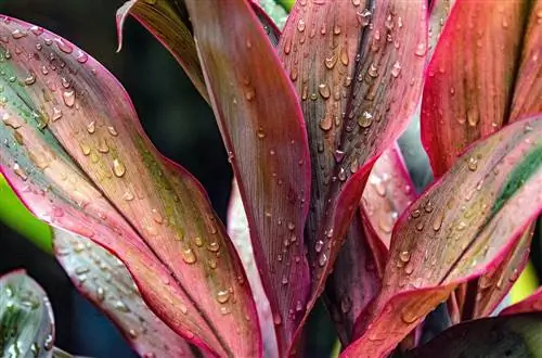 Cordyline (Hawaiian Ti) có độc đối với mèo không? Làm thế nào để giữ con mèo của bạn an toàn