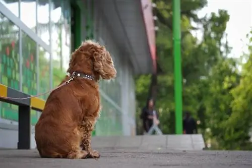 Hund an der Leine gefesselt vor einem Geschäft und wartet auf den Besitzer