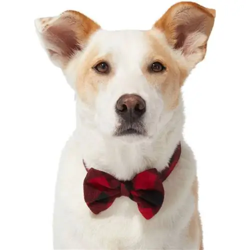 Frisco Red Buffalo Plaid Dog & Cat Bow Tie, Medium_Large