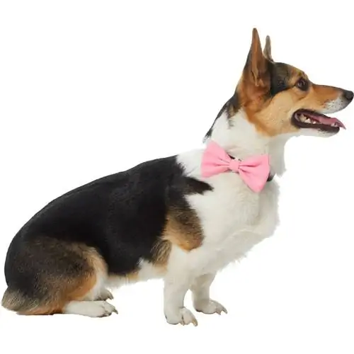 Frisco Classic Alledaagse Dog Collar Bow