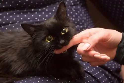 chat noir jouant avec la main de la femme et le doigt mordant