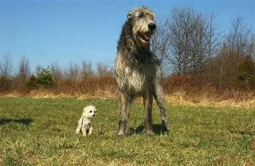 Wolfhound الايرلندية