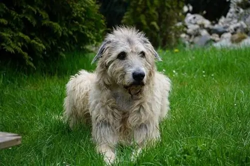 Wolfhound الأيرلندية ملقاة على العشب