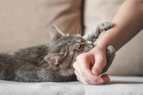 chat gris agressif mordant la main du propriétaire