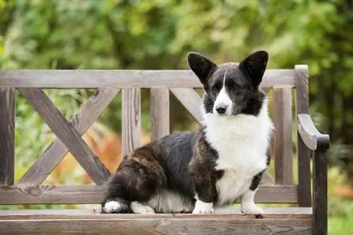 Cardigan Welsh Corgi așezat pe bancă