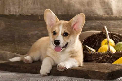 cardigan Welsh Corgi Puppy