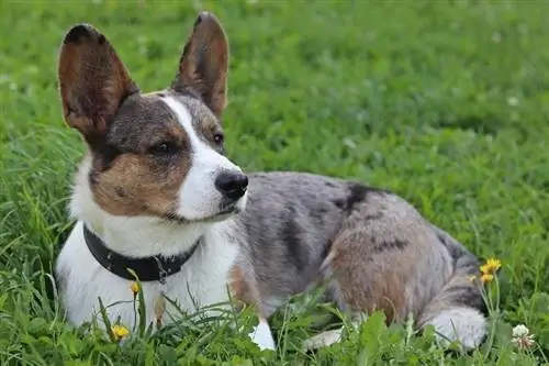 cardigan welsh corgi በሳር ላይ ተኝቷል