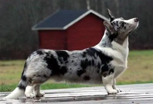 Kardigan Welsh Corgi