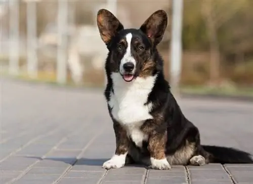 Cardigan Welsh Corgi a la carretera