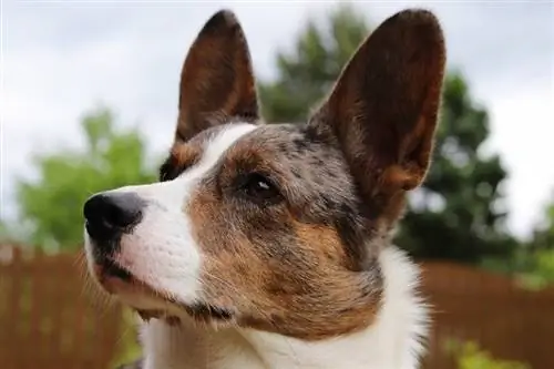 kardigan obraz welsh corgi