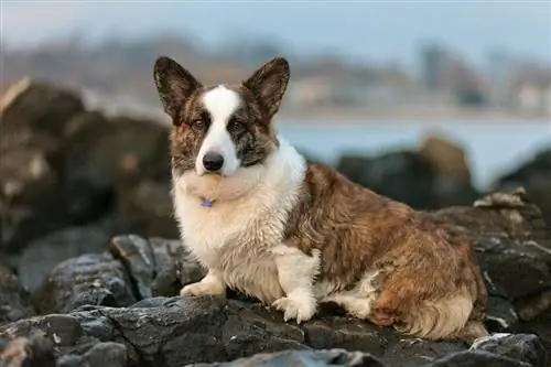 Welsh Corgi Cardigan Pas Rocks