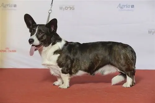 WELSH CORGI კარდიგანი, მეტსახელი Bangaway