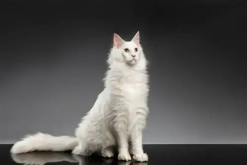 Witte Maine Coon zittend