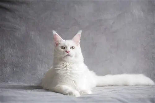 witte maine coon