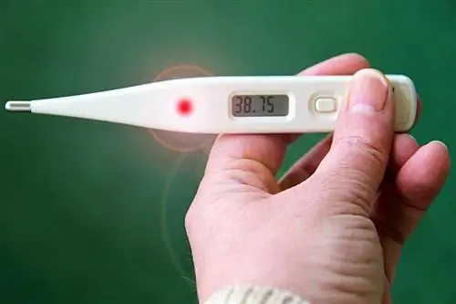 Pagbabasa ng thermometer na nagpapakita ng lagnat