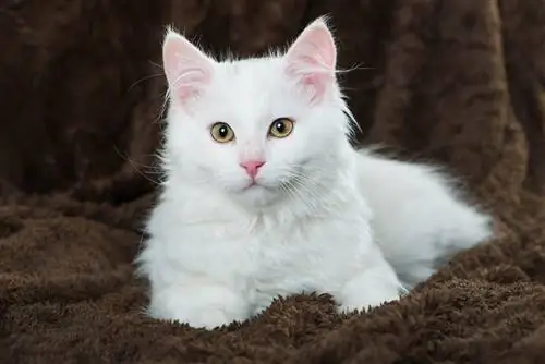 White Maine Coon: Fakty, pôvod & História