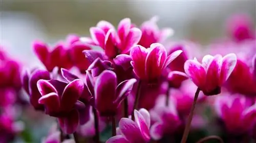 Cyclamen