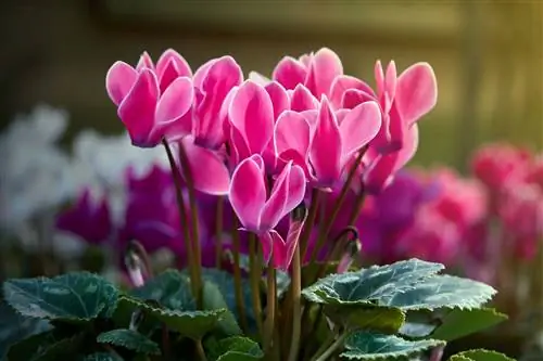 Cyclamen