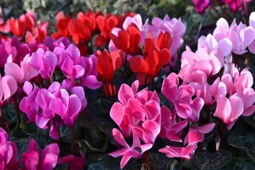 Cyclamen