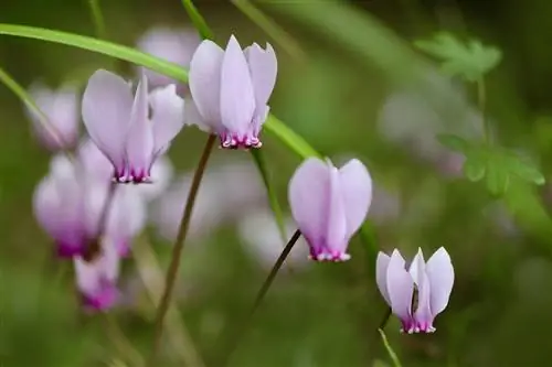 Is cyclamen giftig voor katten? Uw kat veilig houden