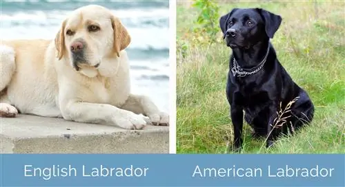 Anglický labrador vs americký labrador bok po boku