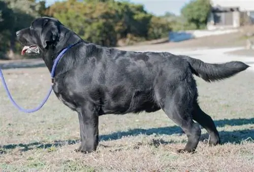 anglický labrador