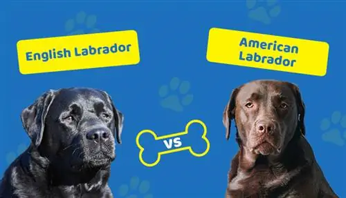 Engelse versus Amerikaanse Labrador: wat is het verschil?