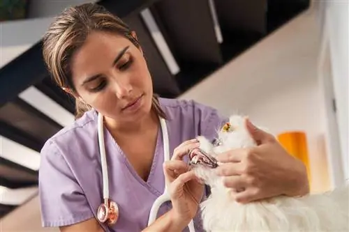 Tierarzt untersucht das Zahnfleisch des Hundes