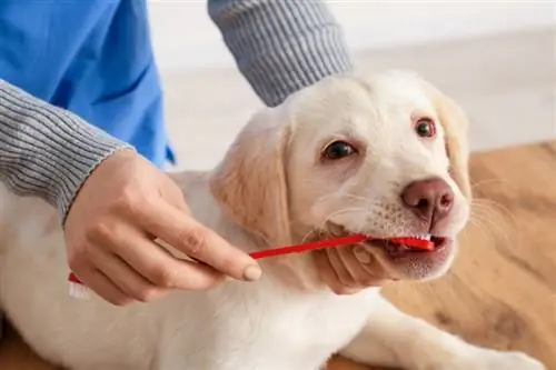 menyikat gigi anjing labrador