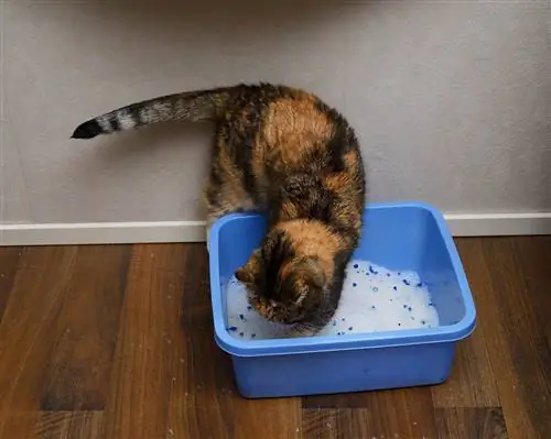 Katze vergräbt Kot in der Katzentoilette