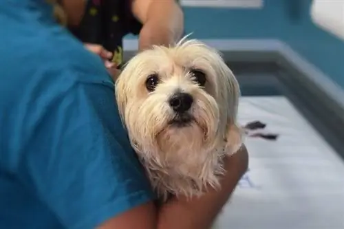 cão segurado por um veterinário