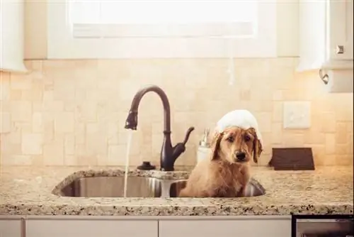 Goldendoodle күшік раковинаға ванна алып жатыр