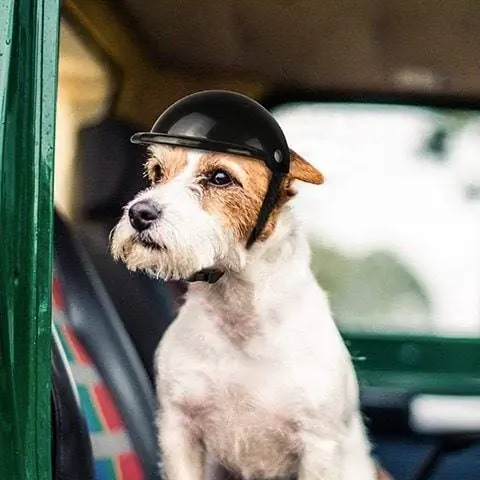 Dog helmet-Enjoying-Amazon