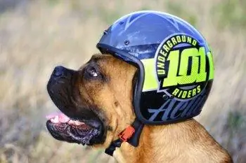 5 beste motorhelmen voor honden & Goggles in 2023 – Recensies & Topkeuzes