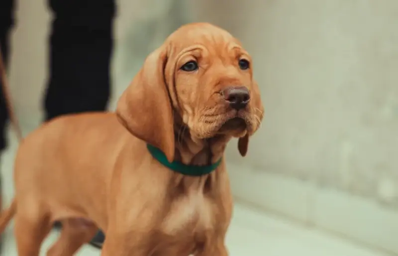 Vizsla kuchukcha itning yaqinlashishi