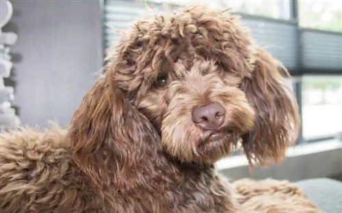 un chien m altipoo brun mâle