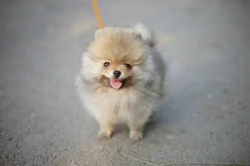 teekuppi pomeranian koira