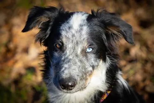 yeux de border collie