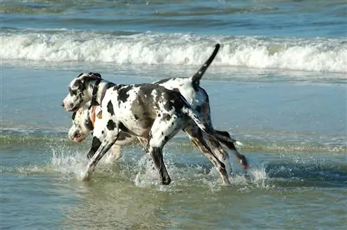 Deux dogues allemands européens sur la plage, Jumpstory